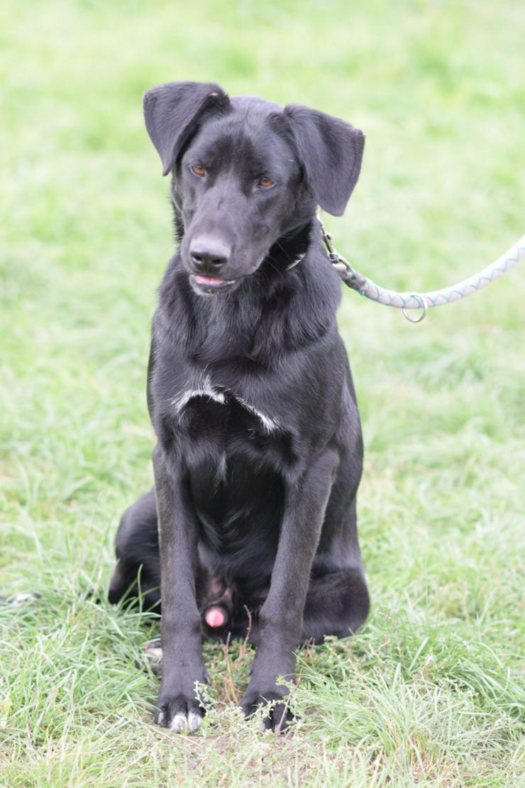 Bild 4: Sancho ist ein verspielter und verschmuster Rüde.