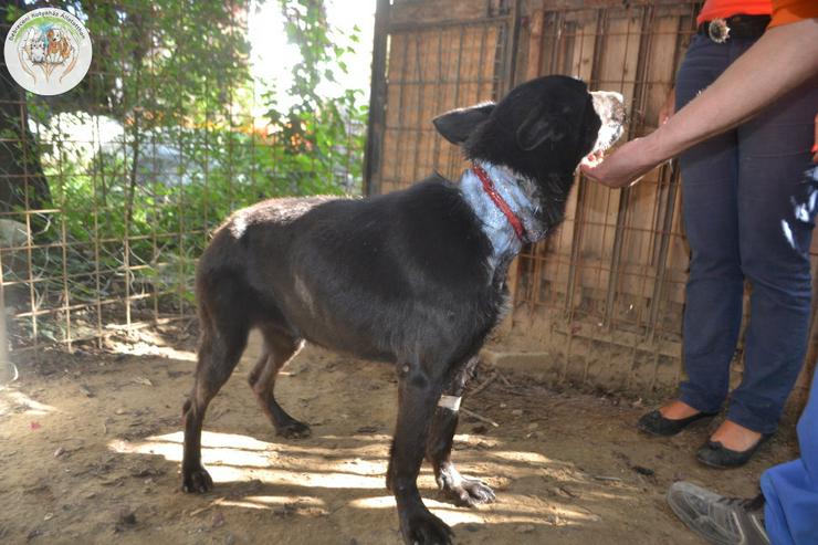 Bild 12: Athene ist freundlich und verschmust, sie liebt die Gesellschaft von Menschen und genießt jede Form von Aufmerksamkeit.