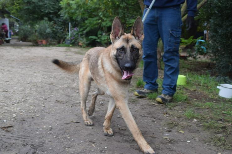 Bild 2:  Sammy zeichnet sich durch seinen aufgeschlossenen und unerschrockenen Charakter aus.