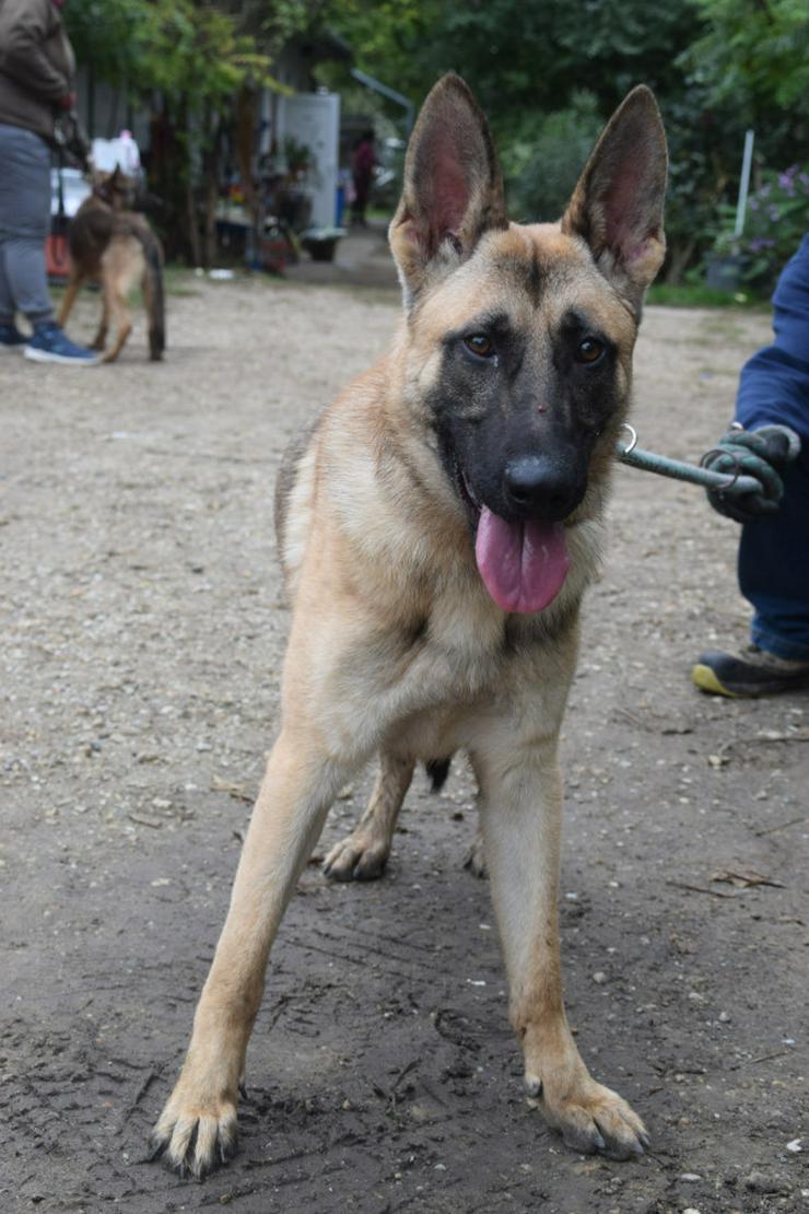 Bild 4:  Sammy zeichnet sich durch seinen aufgeschlossenen und unerschrockenen Charakter aus.