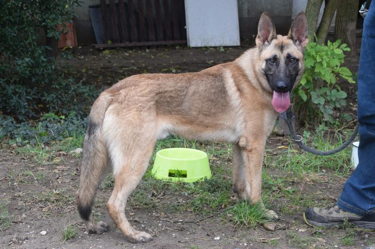 Bild 5:  Sammy zeichnet sich durch seinen aufgeschlossenen und unerschrockenen Charakter aus.