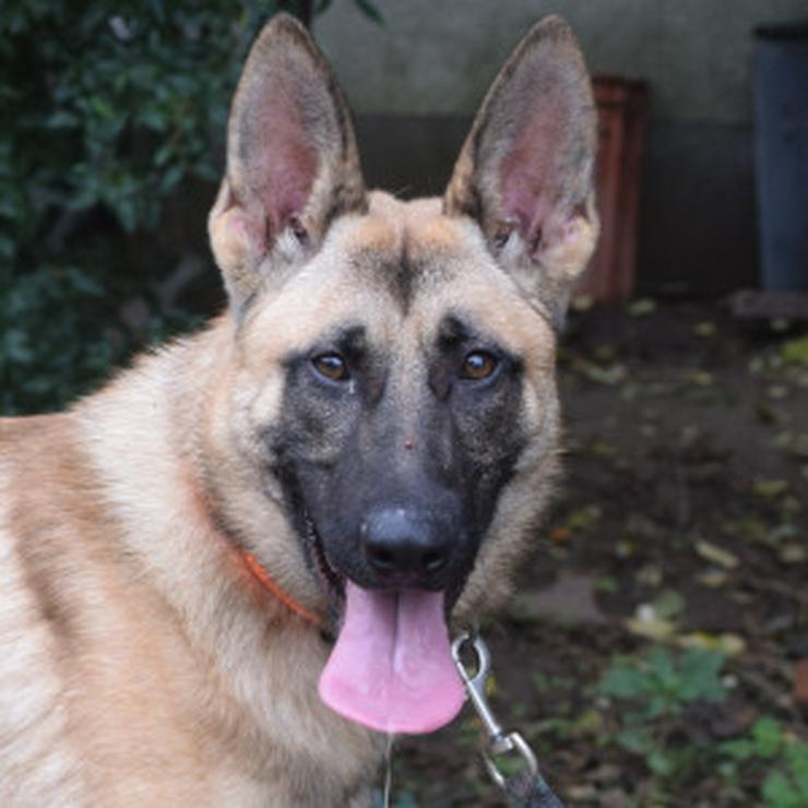 Bild 6:  Sammy zeichnet sich durch seinen aufgeschlossenen und unerschrockenen Charakter aus.