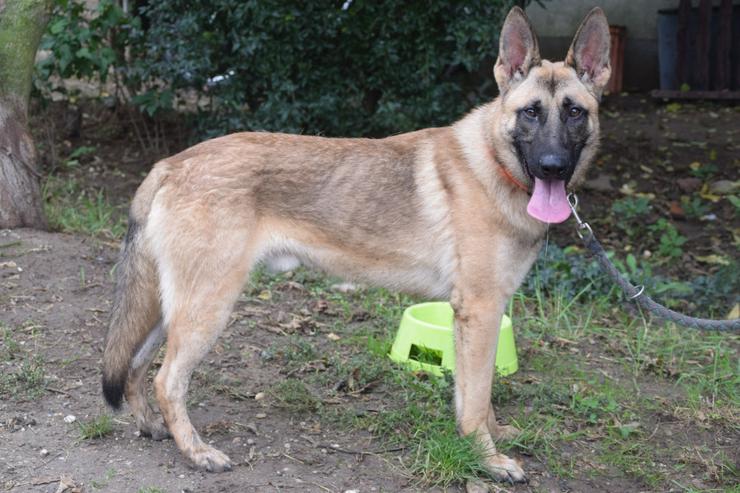 Bild 3:  Sammy zeichnet sich durch seinen aufgeschlossenen und unerschrockenen Charakter aus.