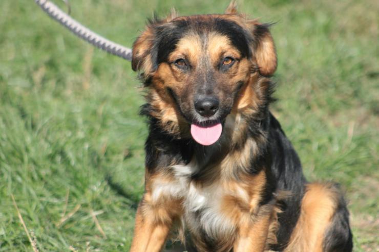 Bild 6: Gobo ist ein junger Mischlingsrüde, der nach einem liebevollen Zuhause sucht.