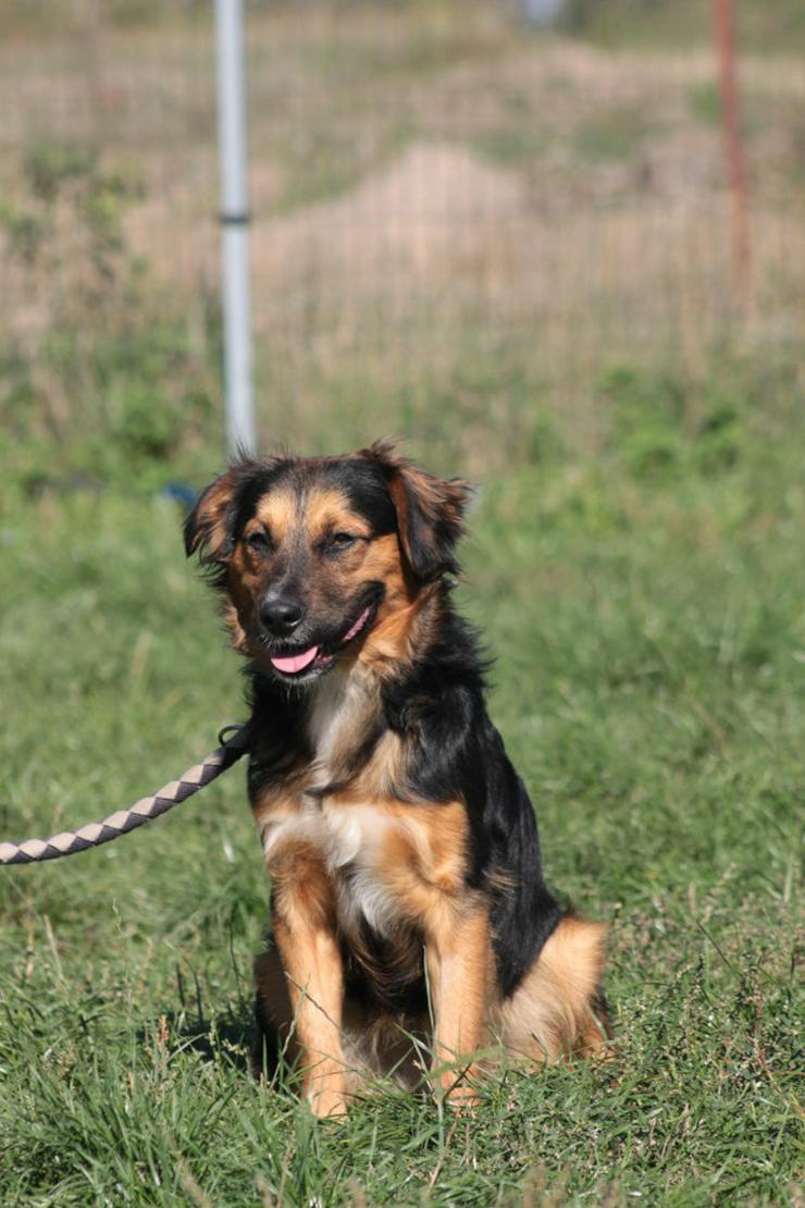 Bild 7: Gobo ist ein junger Mischlingsrüde, der nach einem liebevollen Zuhause sucht.