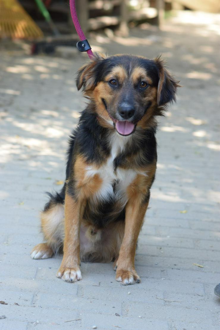 Bild 11: Gobo ist ein junger Mischlingsrüde, der nach einem liebevollen Zuhause sucht.