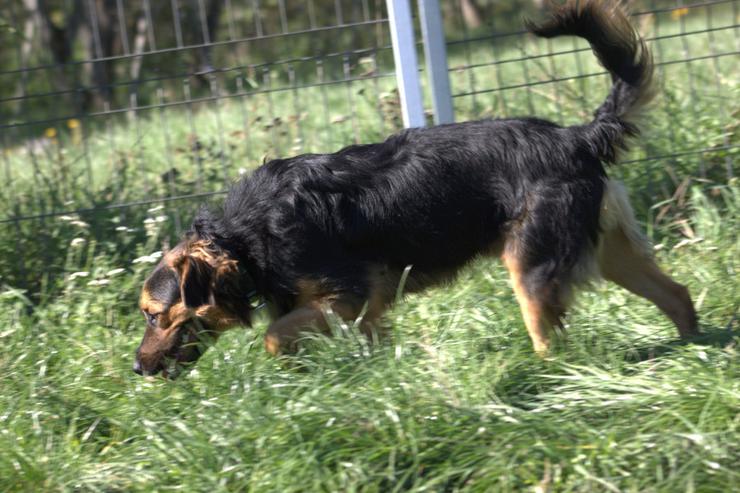 Bild 2: Gobo ist ein junger Mischlingsrüde, der nach einem liebevollen Zuhause sucht.