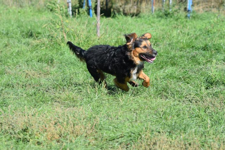 Bild 10: Gobo ist ein junger Mischlingsrüde, der nach einem liebevollen Zuhause sucht.