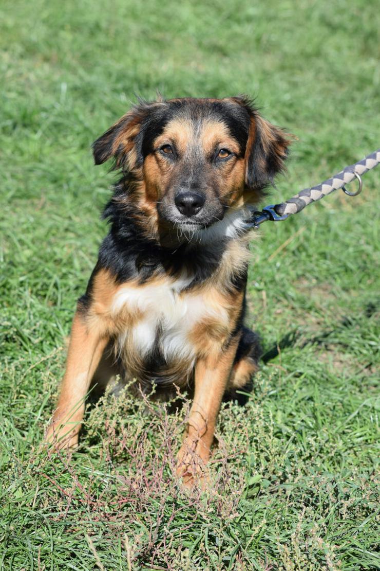 Bild 4: Gobo ist ein junger Mischlingsrüde, der nach einem liebevollen Zuhause sucht.