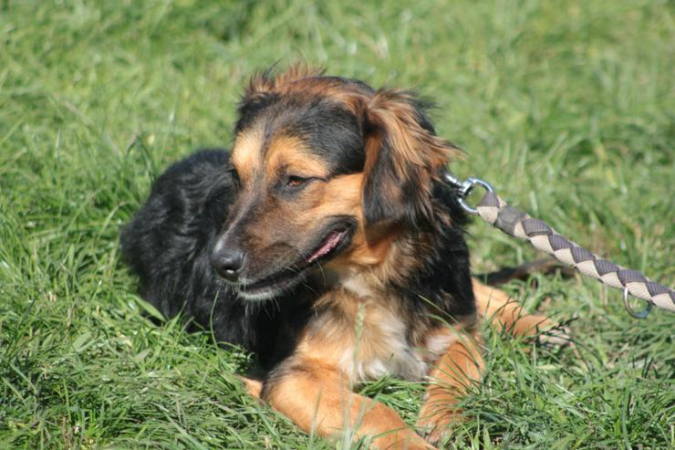 Bild 5: Gobo ist ein junger Mischlingsrüde, der nach einem liebevollen Zuhause sucht.