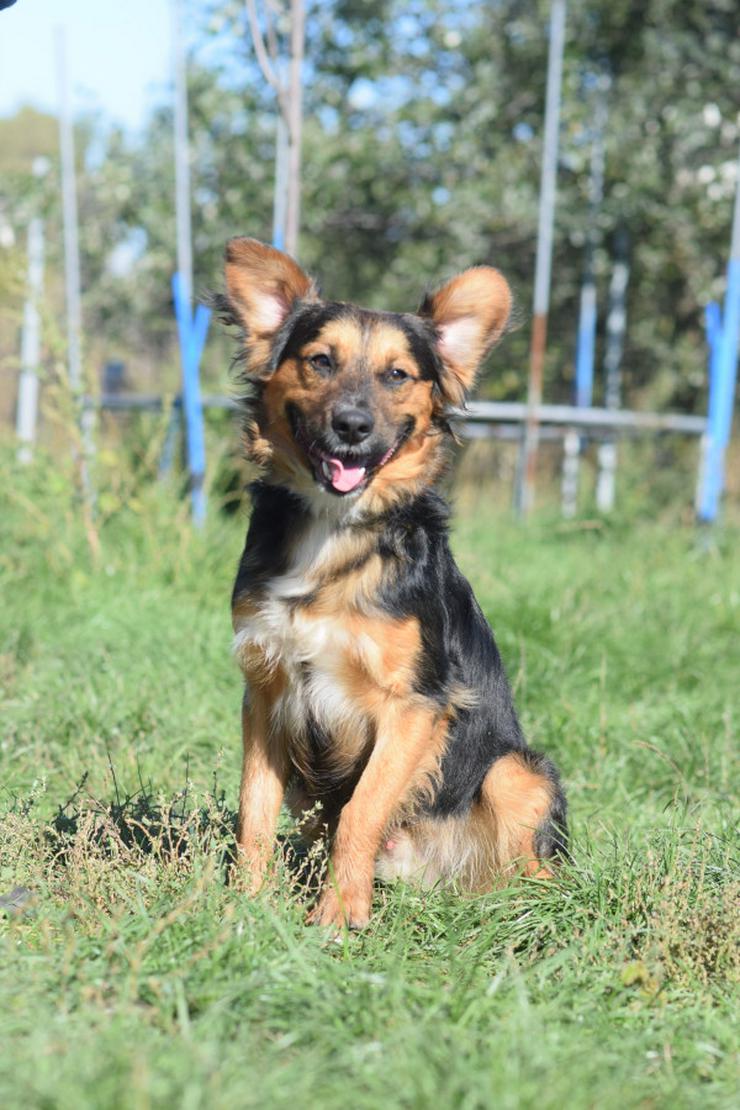 Gobo ist ein junger Mischlingsrüde, der nach einem liebevollen Zuhause sucht.