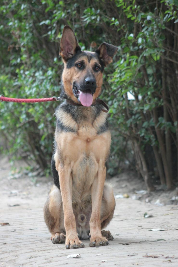 Bild 6: Seno ist ein äußerst freundlicher und aufgeschlossener junger Hund.