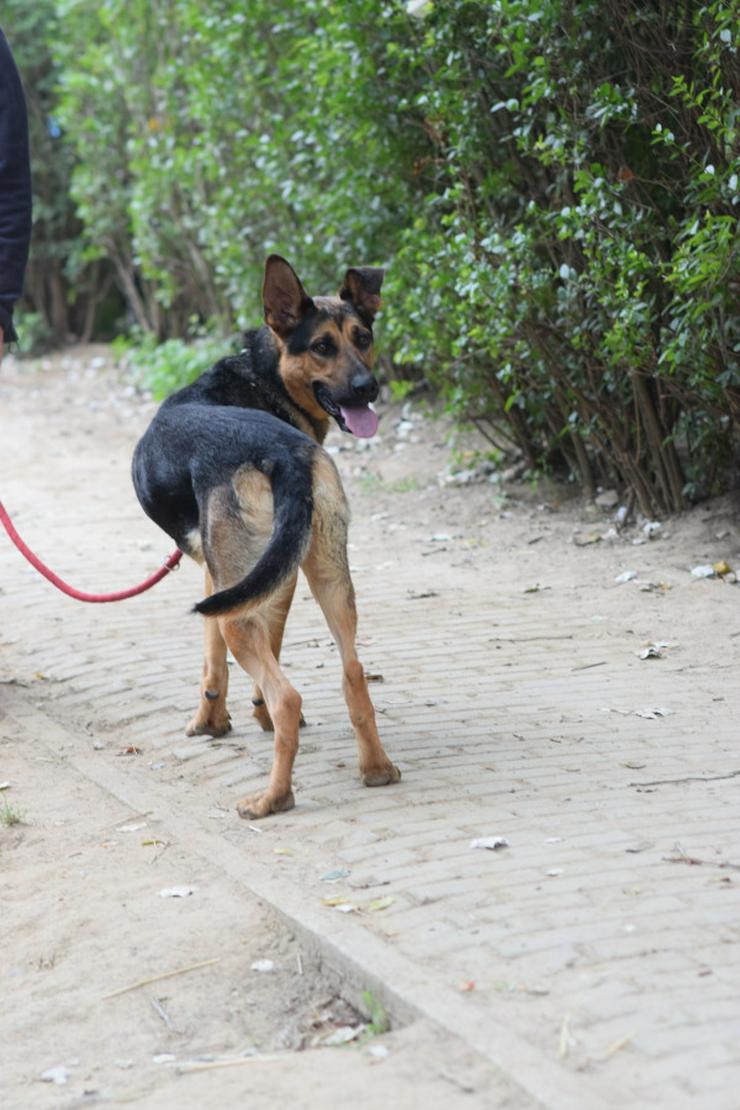Bild 8: Seno ist ein äußerst freundlicher und aufgeschlossener junger Hund.