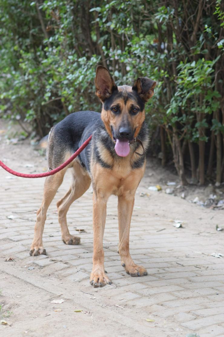 Seno ist ein äußerst freundlicher und aufgeschlossener junger Hund.