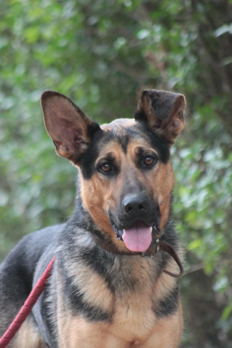 Bild 3: Seno ist ein äußerst freundlicher und aufgeschlossener junger Hund.