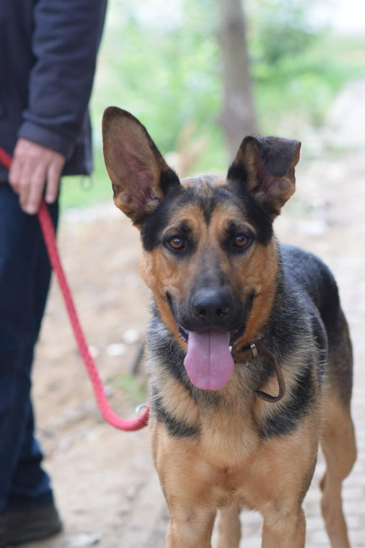 Bild 4: Seno ist ein äußerst freundlicher und aufgeschlossener junger Hund.