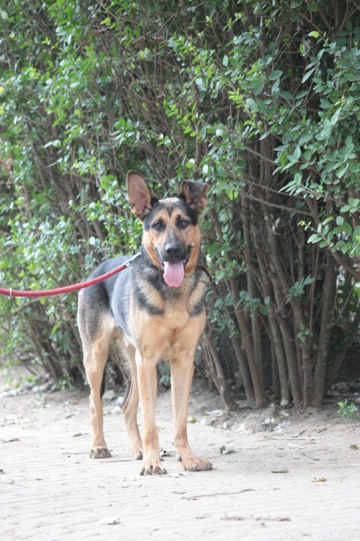 Bild 5: Seno ist ein äußerst freundlicher und aufgeschlossener junger Hund.