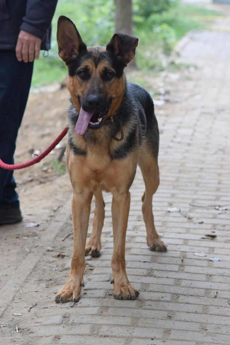 Bild 7: Seno ist ein äußerst freundlicher und aufgeschlossener junger Hund.