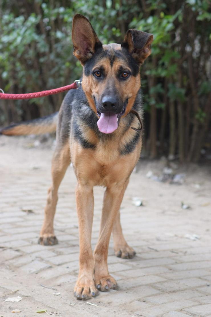 Bild 2: Seno ist ein äußerst freundlicher und aufgeschlossener junger Hund.