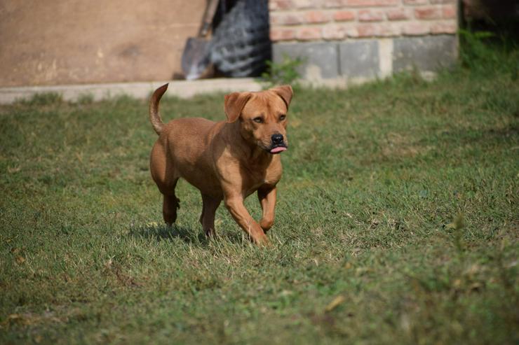 Bild 6: Magnum ist schüchtern und zeigt sich oft ängstlich.
