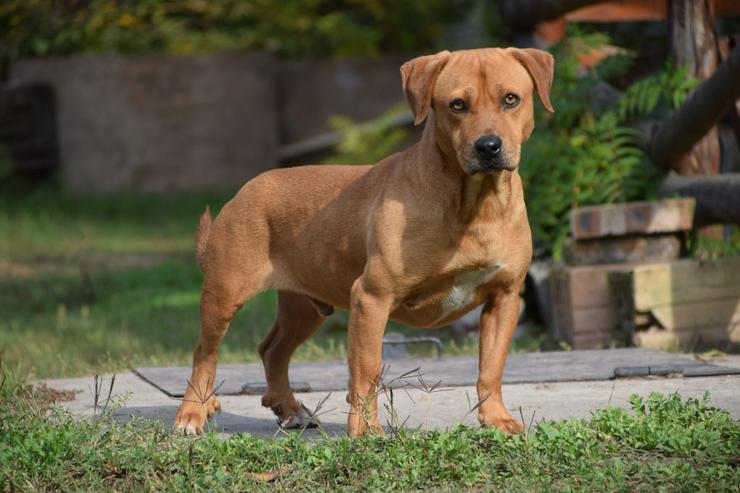 Magnum ist schüchtern und zeigt sich oft ängstlich.