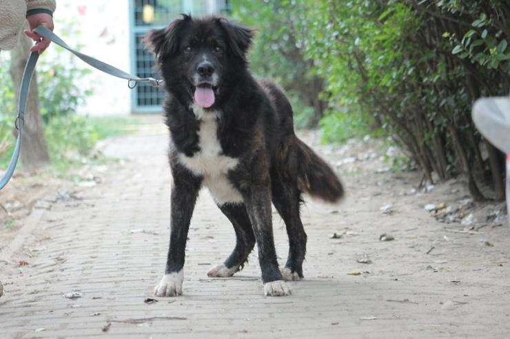 Bild 2: Teddy ist ein liebenswerter Mischlingsrüde im Seniorenalter.