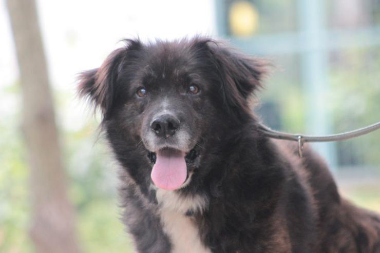 Teddy ist ein liebenswerter Mischlingsrüde im Seniorenalter.