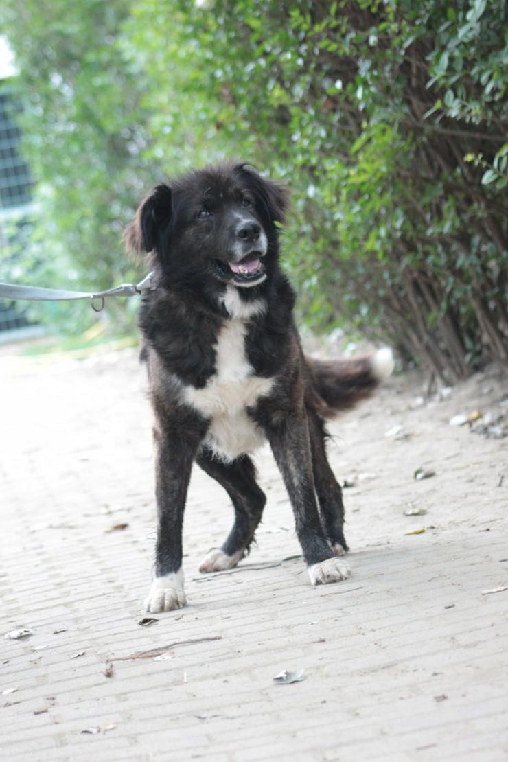 Bild 6: Teddy ist ein liebenswerter Mischlingsrüde im Seniorenalter.