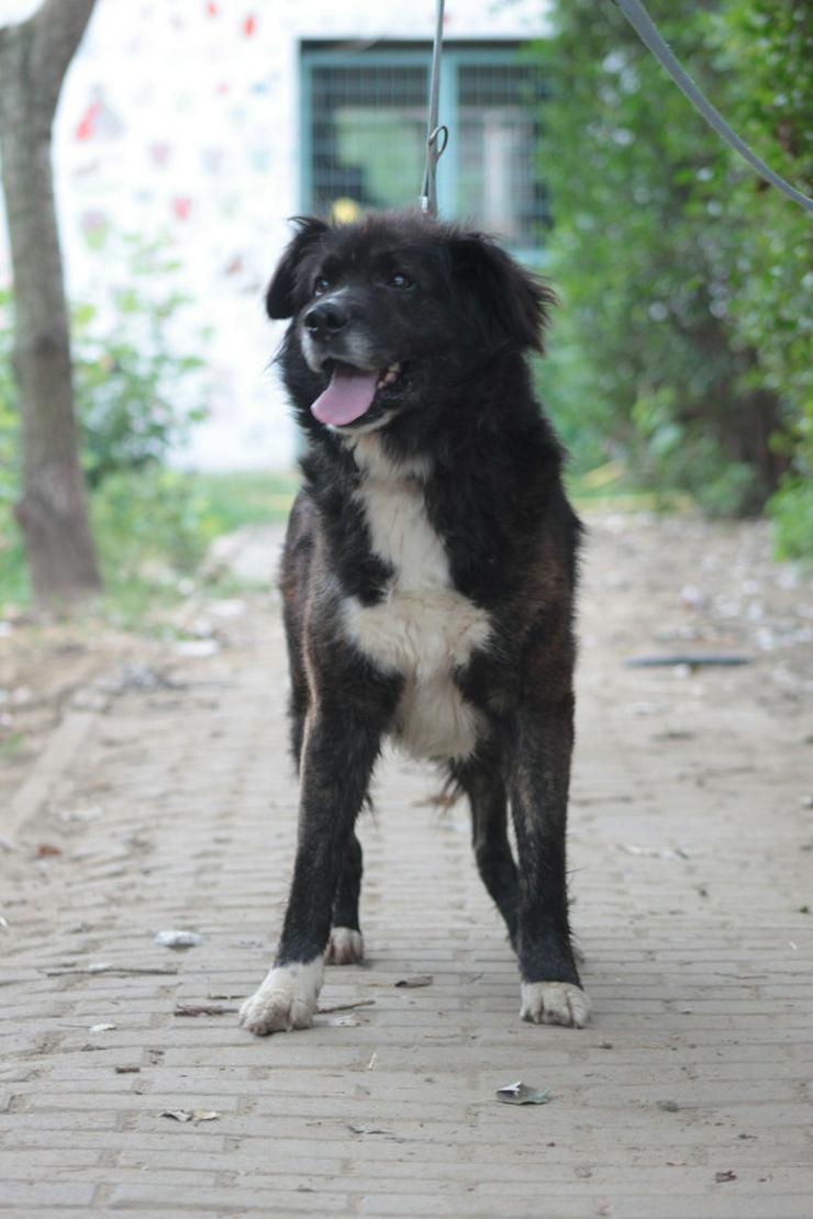 Bild 5: Teddy ist ein liebenswerter Mischlingsrüde im Seniorenalter.