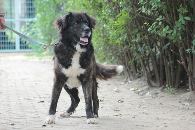 Bild 3: Teddy ist ein liebenswerter Mischlingsrüde im Seniorenalter.