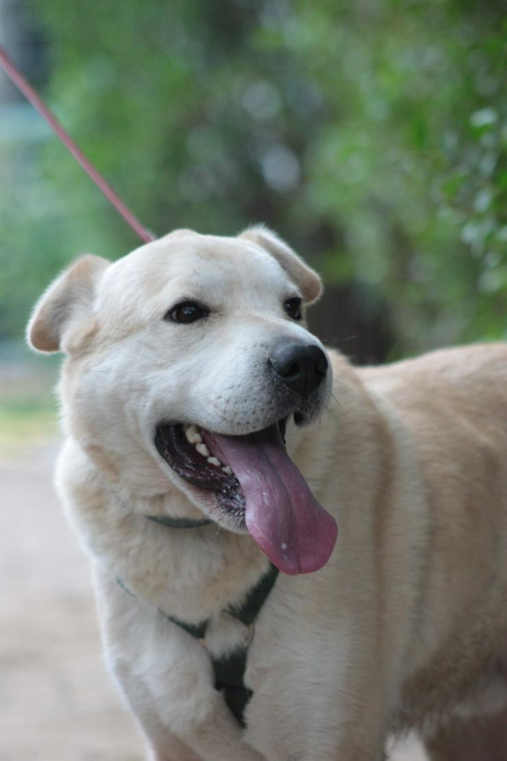 Bild 6: Yukka sucht ein liebevolles Zuhause, in dem seine Bedürfnisse verstanden und berücksichtigt werden.