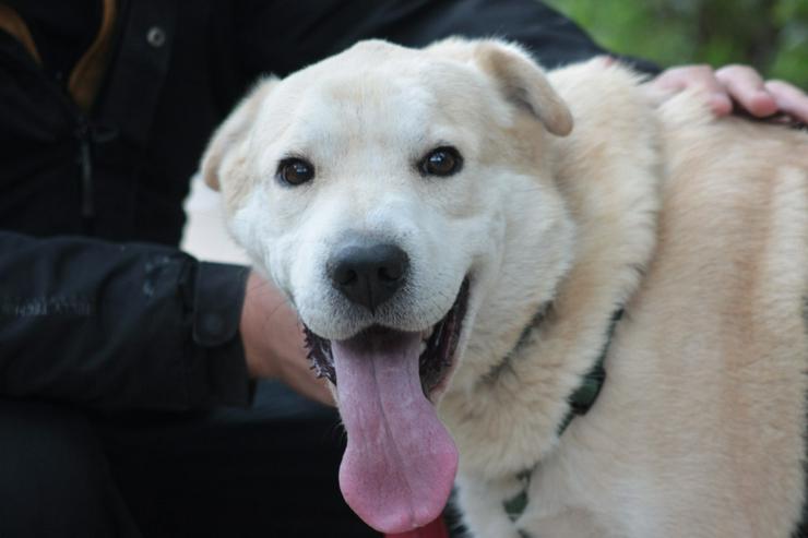 Bild 7: Yukka sucht ein liebevolles Zuhause, in dem seine Bedürfnisse verstanden und berücksichtigt werden.