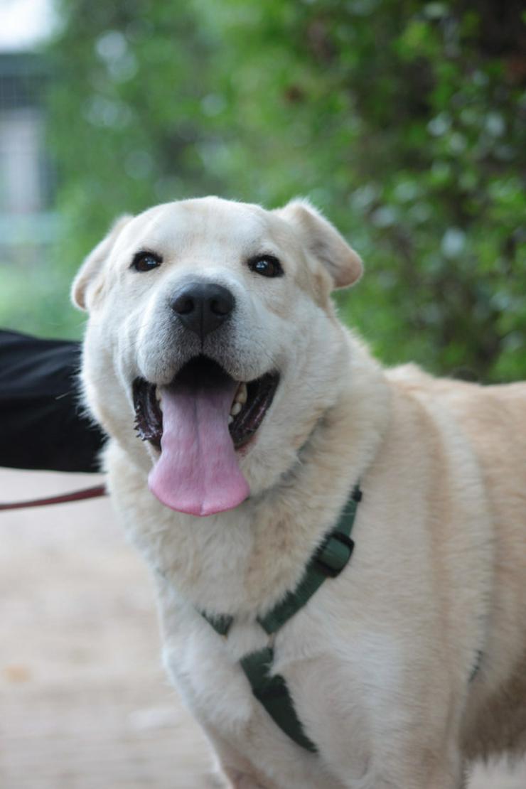 Bild 3: Yukka sucht ein liebevolles Zuhause, in dem seine Bedürfnisse verstanden und berücksichtigt werden.