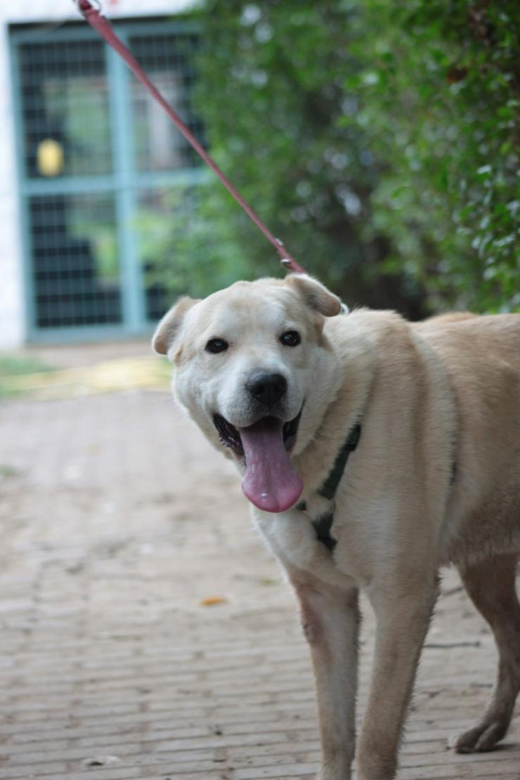 Bild 5: Yukka sucht ein liebevolles Zuhause, in dem seine Bedürfnisse verstanden und berücksichtigt werden.