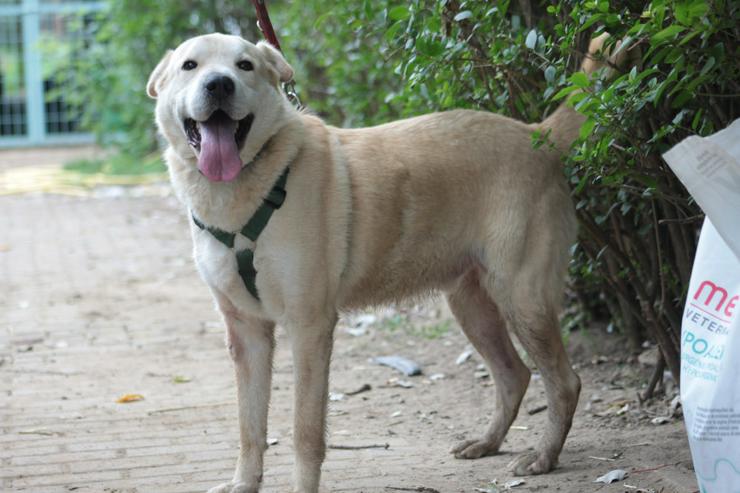 Bild 4: Yukka sucht ein liebevolles Zuhause, in dem seine Bedürfnisse verstanden und berücksichtigt werden.