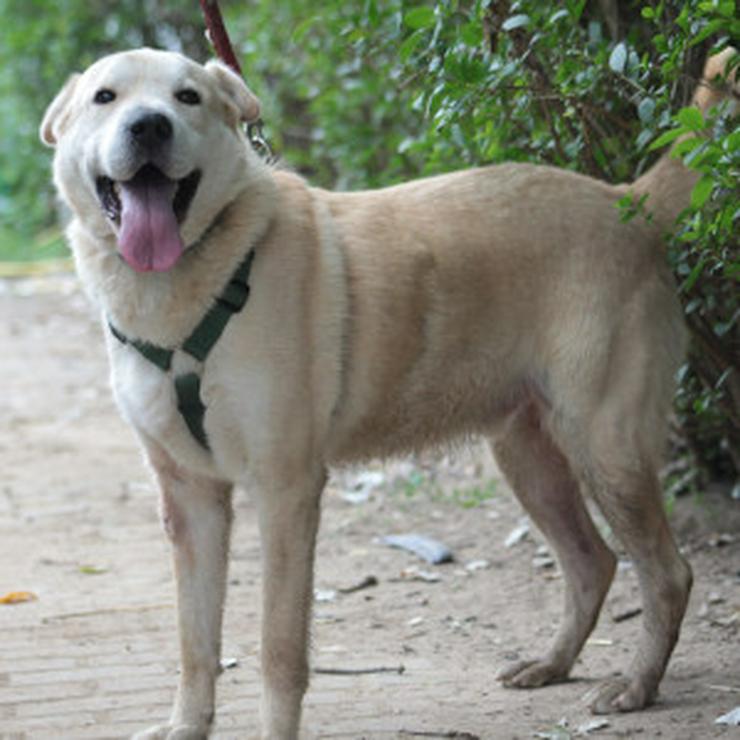 Bild 2: Yukka sucht ein liebevolles Zuhause, in dem seine Bedürfnisse verstanden und berücksichtigt werden.