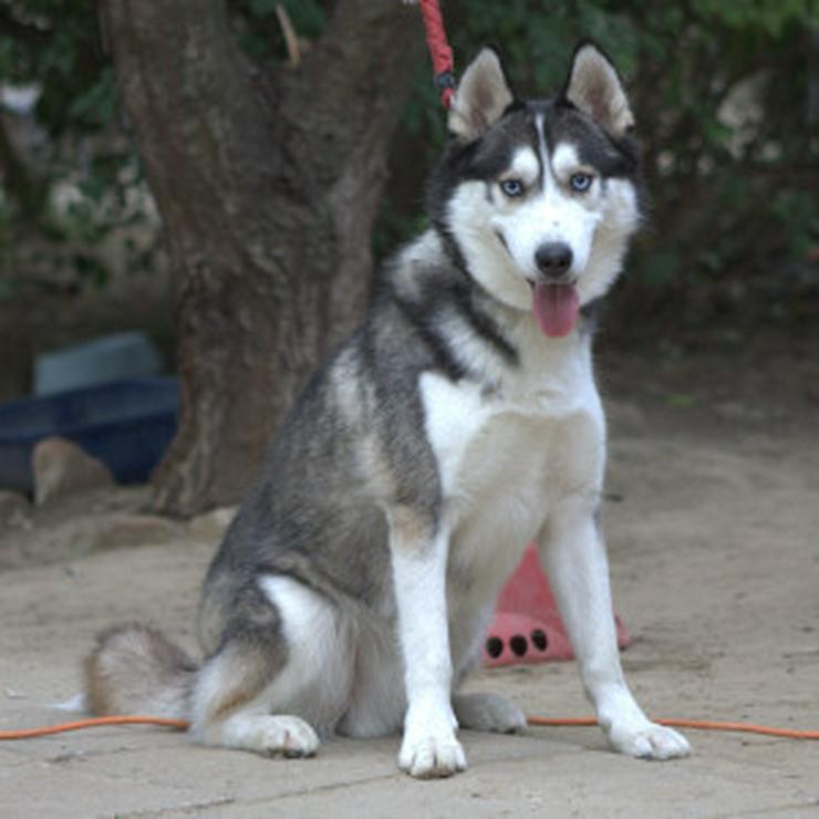 Bild 7: Für Oreon wird ein liebevolles, erfahrenes und aktives Zuhause gesucht.