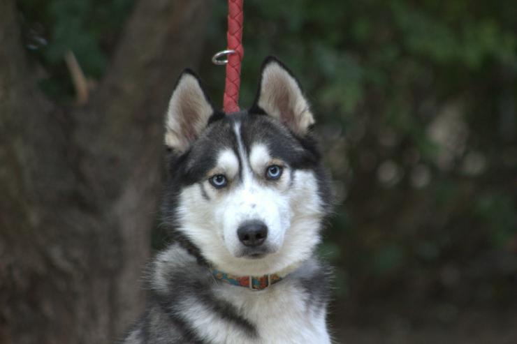 Für Oreon wird ein liebevolles, erfahrenes und aktives Zuhause gesucht.