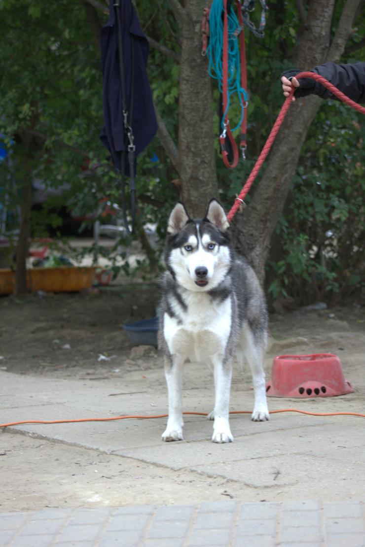 Bild 4: Für Oreon wird ein liebevolles, erfahrenes und aktives Zuhause gesucht.