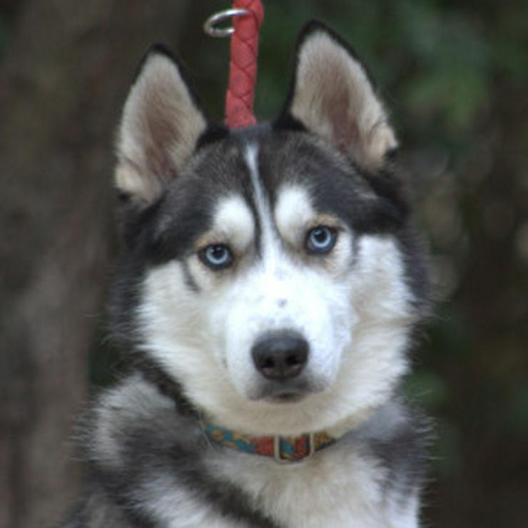 Bild 6: Für Oreon wird ein liebevolles, erfahrenes und aktives Zuhause gesucht.