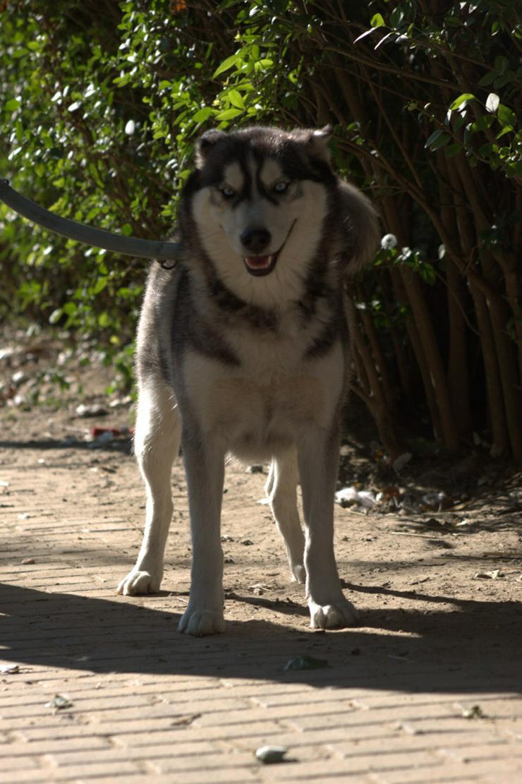 Bild 8: Bonnie ist eine äußerst menschenbezogene und verschmuste Hündin.