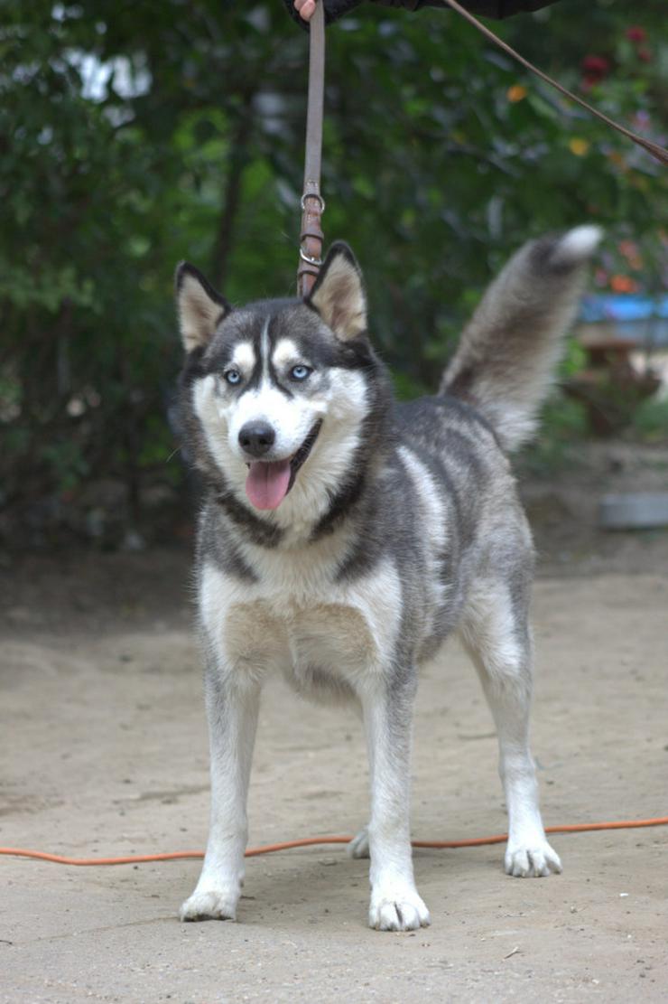 Bild 2: Bonnie ist eine äußerst menschenbezogene und verschmuste Hündin.