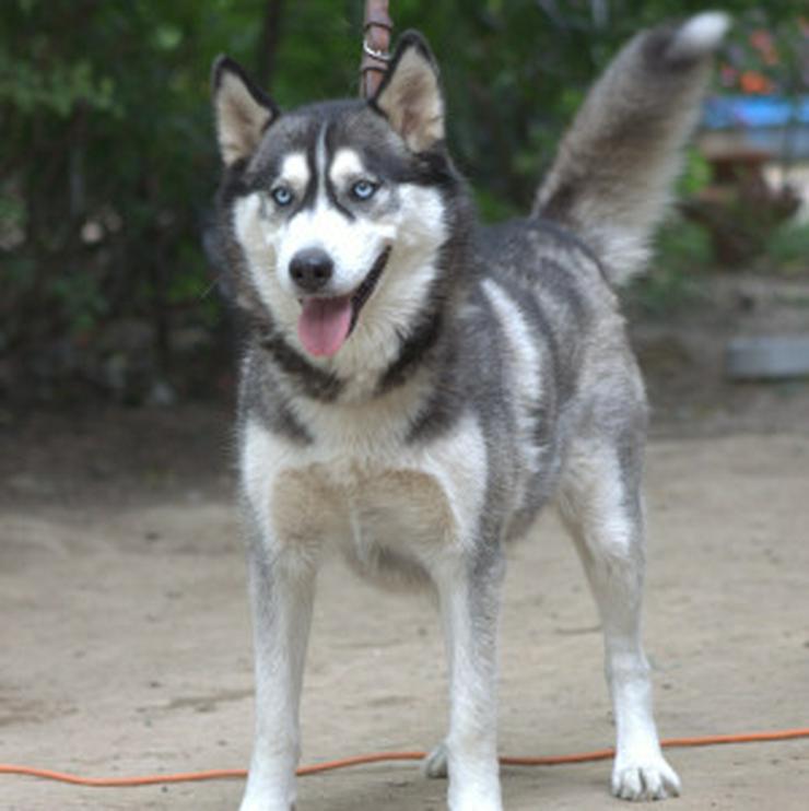 Bild 11: Bonnie ist eine äußerst menschenbezogene und verschmuste Hündin.