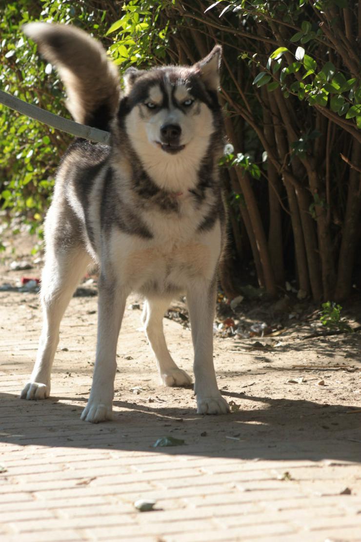 Bild 6: Bonnie ist eine äußerst menschenbezogene und verschmuste Hündin.