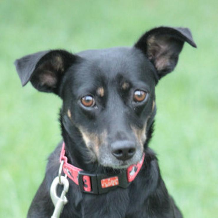 Bild 10: Amelie ist eine liebevolle Hündin, die ein schönes Zuhause sucht.