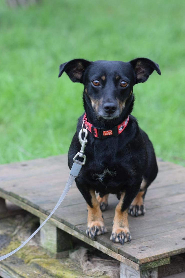 Bild 4: Amelie ist eine liebevolle Hündin, die ein schönes Zuhause sucht.
