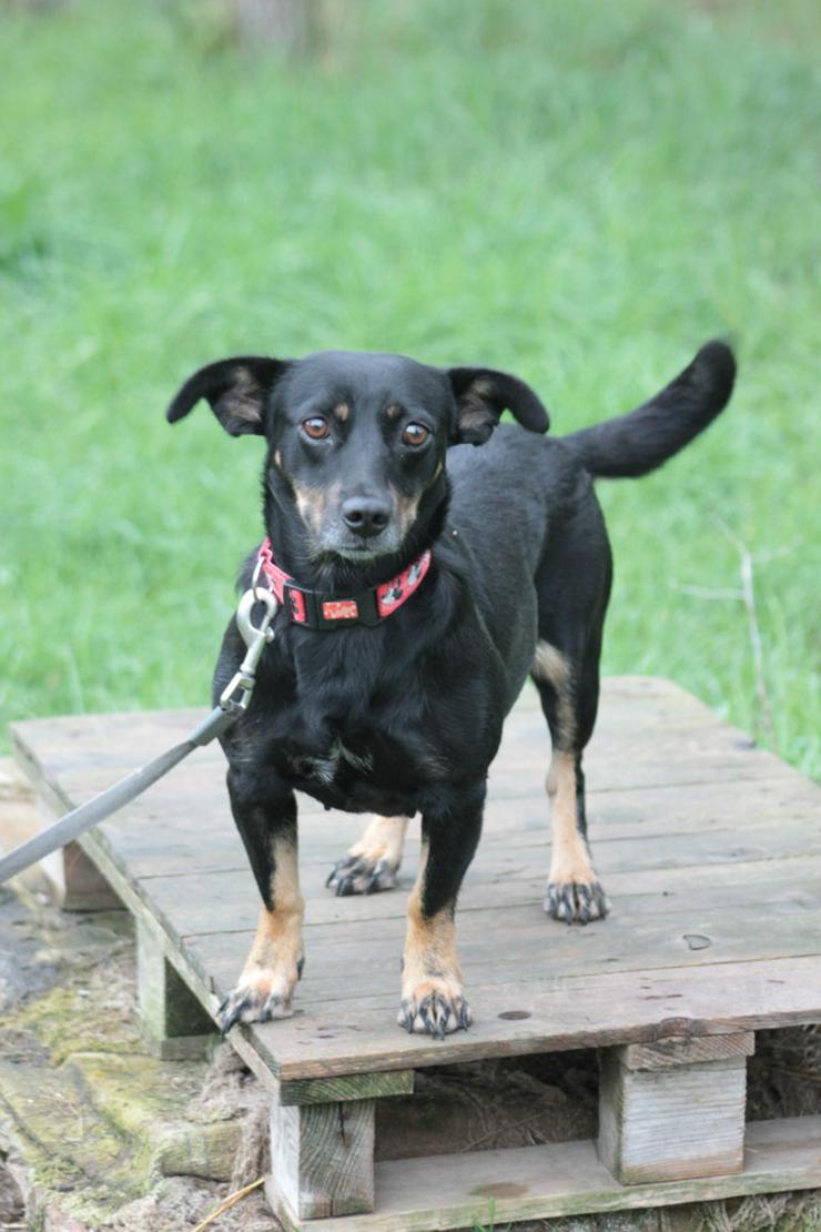 Bild 8: Amelie ist eine liebevolle Hündin, die ein schönes Zuhause sucht.