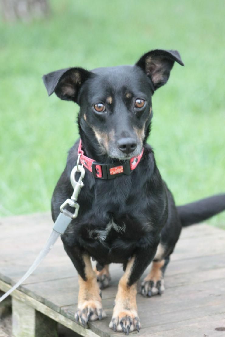 Amelie ist eine liebevolle Hündin, die ein schönes Zuhause sucht.