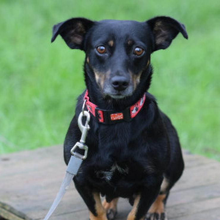 Bild 11: Amelie ist eine liebevolle Hündin, die ein schönes Zuhause sucht.