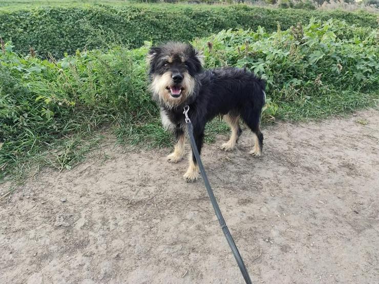 Bild 2: 	 Picknick ist ein lernfähiger und williger Hund, der anfangs große Schwierigkeiten hatte, Menschen zu vertrauen.